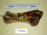 Clod Bone
